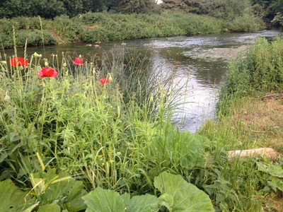 Aqueduct Fishery