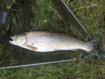 hertford-trout